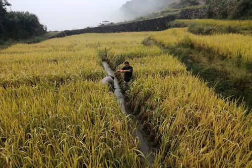 喜讯 丽水新增3家省级稻渔综合种养示范基地